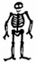 Skeleton