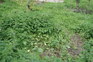 Nettles Nettles
