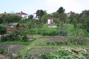 Royate Hill Community Allotment the site of the nettles.