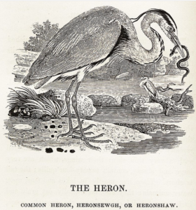 Woodcut of a heron by Thomas Bewick